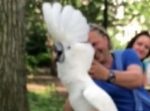 「ワンワンッ！」と犬の鳴きマネをするオウムに通行人も興味津々！