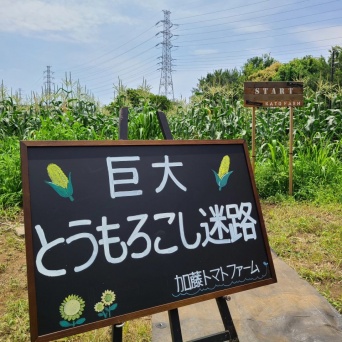 「30分は出てこられません！」　東京23区内とは思えない...〝巨大とうもろこし迷路〟今年もオープン【7/5以降】