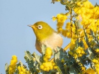 「何てレアな」「かんわいい」　静岡で激写された〝ミモジロー〟に8000人感たん