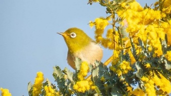 「何てレアな」「かんわいい」　静岡で激写された〝ミモジロー〟に8000人感たん
