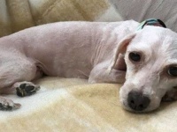 飼育放棄されていいた保護犬をヘアカット、驚異のビフォア・アフター