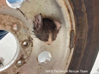 子猫、タイヤのホイールに頭がはまって抜けなくなり消防隊が出動。試行錯誤の末救出成功！