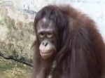 「気持ちいいぜぇ」オランウータンがシャワーを浴びる衝撃的瞬間！