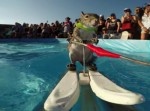 ヤバい！　カッコいい！　リスが水上スキーをはじめた