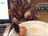 寝ているふりしてチキンを狙う猫の手口が巧妙だった