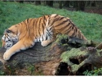 大型ネコ科はカルバン・クラインの香水が大好きなんすよ！動物園側が香水の寄付呼びかけ（イギリス）