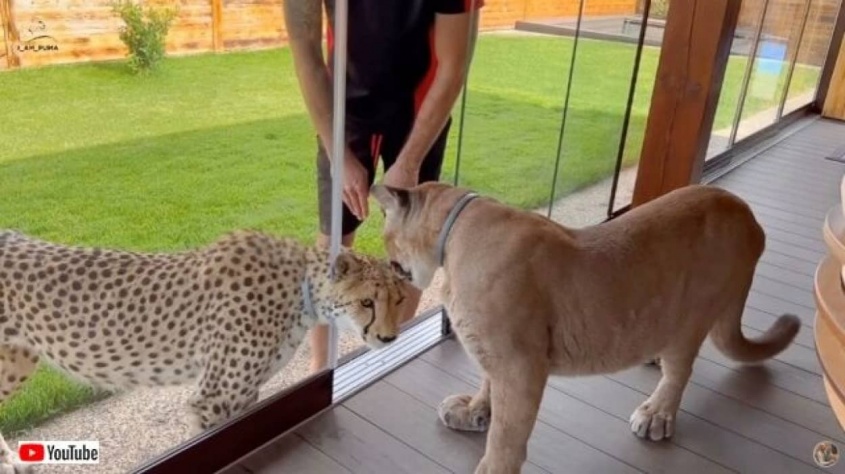 ちょっとだけ仲良くしたくなった？家ピューマと庭チーター、ほんの少し距離が縮まったらしいキスシーン