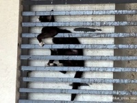 20階建のビルの格子に挟まっていた猫、12時間後に無事救出される