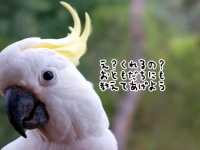 1羽のオウムがやってきたのでクラッカーを与えたところ、数分後、大勢の仲間を連れて戻ってきた！