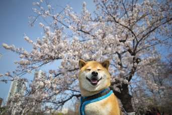 菜の花、桜…… 柴犬まるが春のお花見スポットをお散歩するよ