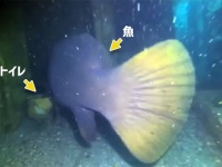 トイレと大きさを比較してください。海中で巨大魚が便器の横をちょっと通ります