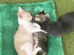 「ボクも混ぜてよー！」抱き合って眠る２匹の猫のところにもう１匹やってきて…