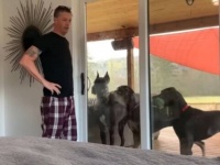 「開けて開けて！中に入れて！」週末の朝の愛犬ズ、ご主人に遊んでもらう気満々で待機中