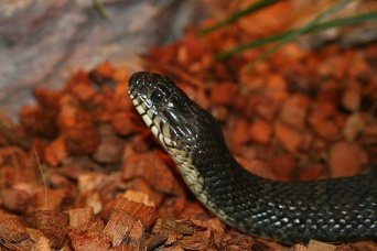 画像はイメージです（expert at nothingさん撮影、Flickrより）