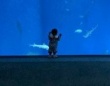 大水槽を独り占めする〝ぽつんと1歳児〟に13万人感動　「すげえ～いい写真」「このせなか、とうとい」