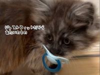 おしゃぶりを探していたら子猫が愛用していた件