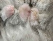 みっちみちだ...　〝まさかの場所〟でくつろぐハムスターに4.5万人メロメロ「かわいい」「これは液体」