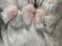 みっちみちだ...　〝まさかの場所〟でくつろぐハムスターに4.5万人メロメロ「かわいい」「これは液体」