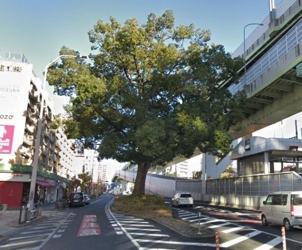 東片端のクスノキ　（C）Google