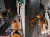 散歩から帰ってきた柴犬を誰よりも待っていたのは猫だった。そこからの遊んでモードが止まらない！
