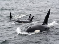 シャチの群れが地球最大のシロナガスクジラの成獣を襲撃し捕食する姿が初めて目撃される