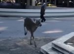 街中に迷い込んだ鹿がとった驚きの行動を捉えた映像が話題に！