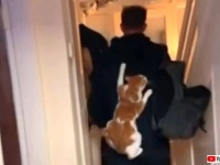 猫あるある？「行ってきます！」とドアに向かったその背中には、愛猫がガッツリ貼りついていた