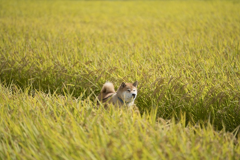 福島県郡山市初上陸！柴犬まるのツーリズム