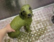 あの生き物はなんだ！？驚きの姿になったワンちゃんのビフォーアフター写真が話題♪