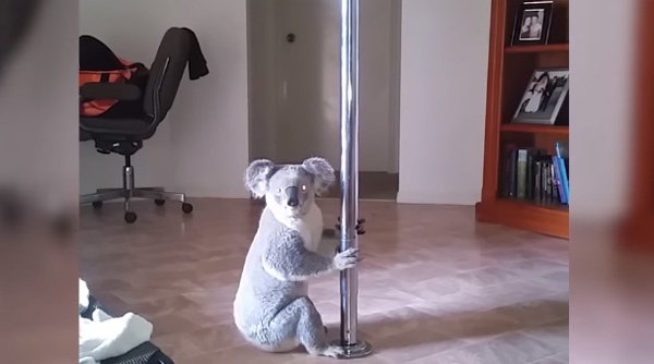 家に帰ったらコアラがポールダンスしてたｗｗｗ　可愛すぎる動画に世界が爆笑
