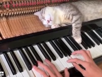 猫は寝子だけど！なぜそこで熟睡できる？そして起きない？演奏中にずっとピアノの上で眠る猫