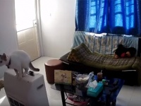 猫はただ飛んだだけ。だがそれが引き金となってしまったリビングの惨事