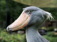 上野動物園のハシビロコウ（pelicanさん撮影、Flickrより）