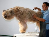 永久凍土が解け、毛が残された状態のケブカサイの子供が発見される（ロシア）