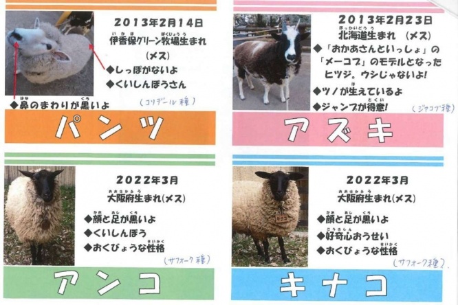 毛刈りをした羊たちのプロフィール