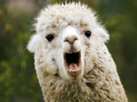 生まれたてのアルパカの姿があまりにも違い過ぎるとネットが驚愕！まるでゾンビのようだった