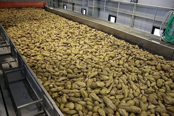 大量のふかし芋がベルトコンベアで運ばれる