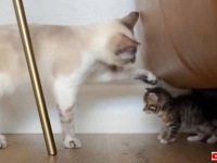 おうちに子猫がやって来た！さて先住猫ボーイの反応はというと、大歓迎モードだったみたいだ