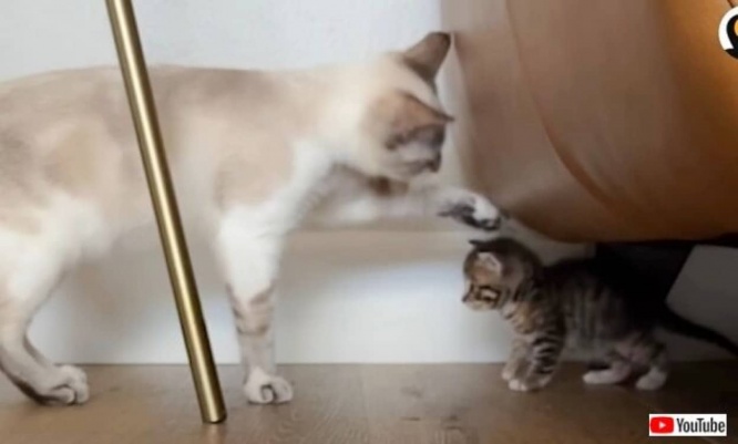 おうちに子猫がやって来た！さて先住猫ボーイの反応はというと、大歓迎モードだったみたいだ