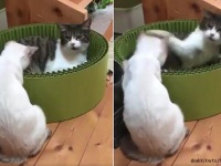猫パンチを食らった猫のリアクションが2019年ベストパフォーマンス賞を取る勢い