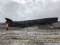 ニュージーランドで4万500年前の丸太が発見される。かつて起きた磁極逆転現象の謎をを解き明かすヒントを得られるか？