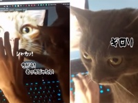 違う！そっちじゃない！モニターの猫を撫でている飼い主に対し、物理的指導をする猫