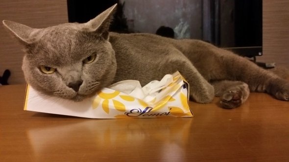 こけ助パパ（＠kokesukepapa）さんのツイート