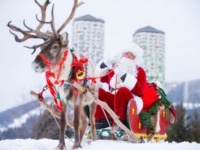 トナカイに出会える北国のクリスマス「白い森のクリスマス村トマム」