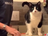 愛猫「もっともっと！なでなでカモーン！」背中をカキカキされるとつい最高にエキサイトしてしまう猫