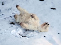 余命わずかな愛犬の為、最後にもう一度大好きだった雪を見せたい。その願いがSNSユーザーの協力で叶えられる（カナダ）
