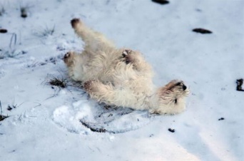 余命わずかな愛犬の為、最後にもう一度大好きだった雪を見せたい。その願いがSNSユーザーの協力で叶えられる（カナダ）