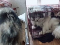 そっちの方が良さそう。半ば強引に柴犬のケージに入り込むアラスカンマラミュートの圧倒的存在のでかさ