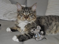 猫と一緒に遊べるし、猫育にも効果的な5つのゲーム