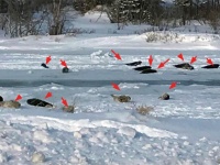 オンリーカナダ？40頭ものアザラシが町のあちこちに出没中